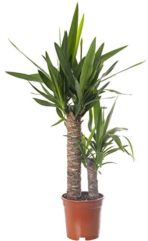 Pianta da interno grande Yucca Elephantipes vera sempreverde alta.