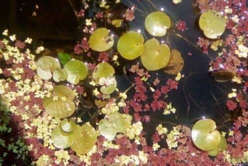 10 Froschbiss wunderschöne Schwimmpflanze/Teichpflanze direkt aus dem Teich