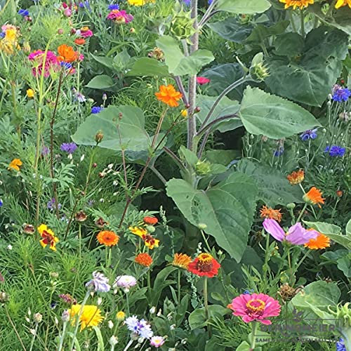 Blumenwiese einjährige Blumenmischung Blühende Hecke (1000 Gramm)
