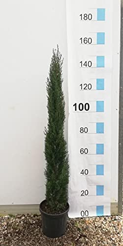 Italian Cypress Tree Cupressus Sempervirens 3.5-4ft Tall Supplied in a 10 Litre Pot by DirectPlants™