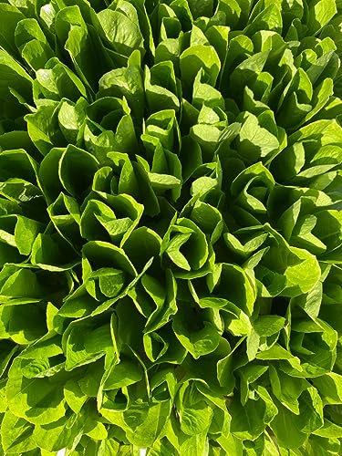 Romana Salatherzen 10er Set, Römersalat Lactuca sativa