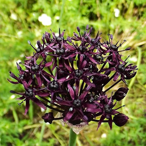 Alliumzwiebeln : Allium atropurpureum - Zierlauch 3 Blumenzwiebeln 6/7