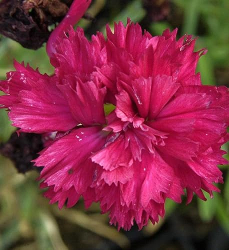 Federnelke Heidi - Dianthus plumarius - lebende Gartenpflanze aus den Baumschulen