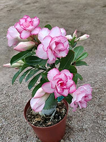 Rosa del deserto pianta vera,Splendidi Colori,Molto luminosi e molti colori ondeggiano al vento-2,1Bulbi