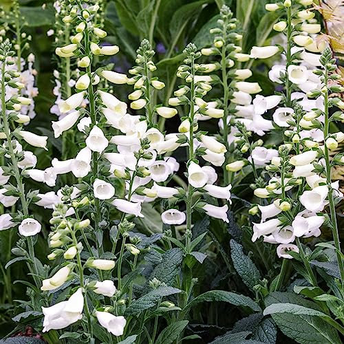 Digitalis Lucas White Foxglove Plant | Grow Your Own Garden Ready Plants | Outdoor Plants for Bedding Borders Pots | Potted Garden Plant (9cm Pot, 10-20cm)