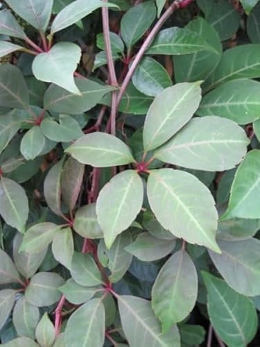 Parthenocissus Henryana - Jungfernrebe - Weinrebengewächs - Wilder Wein