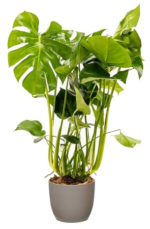 Bonplants Monstera Deliciosa, Pianta del Pane Americana, Vaso 21 cm, h 65 cm (Vaso Tortora)