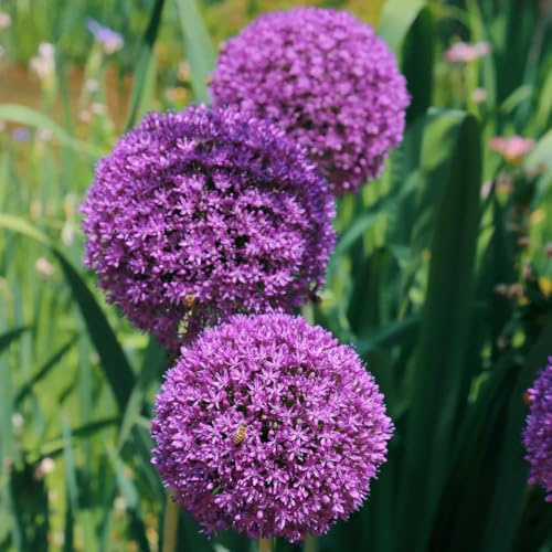 Allium, stauden winterhart mehrjährig Allium Giganteum, steingartenpflanzen blumenzwiebeln winterhart 3Zwiebeln