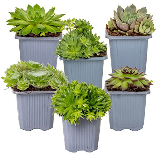 Bloomique - 6er-Mix - Sempervivum-Mischung - Hauswurz - Gartenpflanzen - Winterhart - Bodendecker - Höhe 8-12 cm - Topf 7 cm