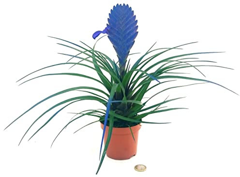 POWERS TO FLOWERS - TILLANDSIA CYANEA COLOR LIFE BLU, pianta vera