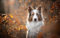 LHJOYSP impossible clear jigsaw puzzle 1000 pieces dog 75x50cm