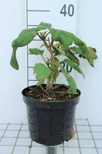 Hydrangea aspera 'Macrophylla' - Hortensien 25-30 cm Container