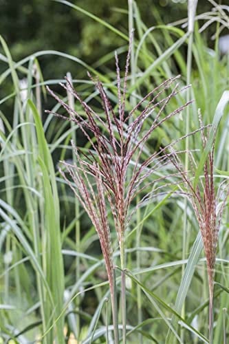 Chinaschilf 'Malepartus' im Topf Miscanthus sinensis Ziergras winterhart