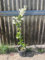 Piante di Bouganville, colori mix, piante in vaso 16cm, H80-120cm. Rampicanti fioriti (Bianco)