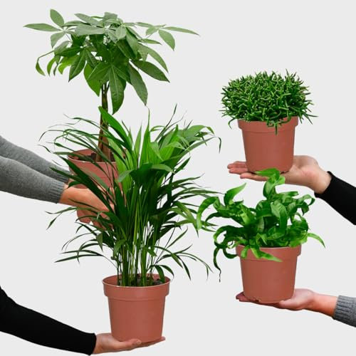 Nestfarn, Areca-Palme, Glückskastanie & Rutenkaktus – 4er Box Zimmerpflanzen Katzenliebe - Tierfreundliches Set – Höhe 15-70 cm – Töpfe 10,5-17 cm – Pflanzen frisch aus der Gärtnerei – Green Me Up