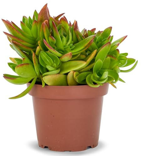 Crassula Capitella Campfire Planta Natural en Maceta