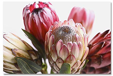 GEMMII Morden Imperial Flower Leinwand Poster Blumenbild Wandkunst Leinwanddruck für Wohnzimmer Wanddekoration 70x100cm gerahmt