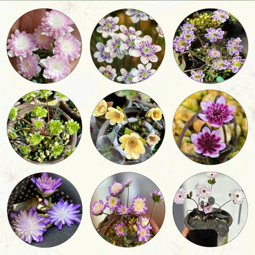 200 pcs leberblümchen pflanze samen wildblumensamen Hepatica nobilis, zimmerpflanze wiesenblumen bonsai topf hochbeet für balkon bonsai samen pflanze schmetterlingswiese plant balkon