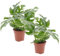 Plant in a Box - Monstera Minima - Rhaphidophora Tetrasperma - Set de 2 - Plante d'intérieur - Plante à trou - Pot 12cm - Hauteur 20-30cm