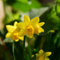 5 pcs Osterglocken Narzissen Zwiebeln Winterhart - Seltene Pflanzen Osterglocken Blumenzwiebeln Seltene Blumenzwiebel Stauden Narzissenzwiebeln, Blumenzwiebeln Mehrjährig Winterhart