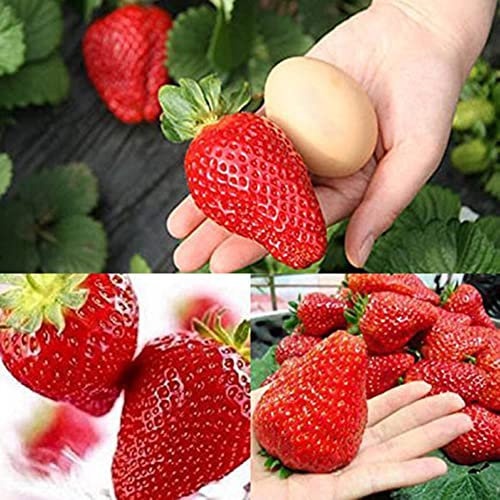 Generic Semillas de fresas gigantes, 300 piezas Semillas de fresas gigantes Garden Yard Farm Delicioso balcón Bonsai Decor Semillas de fresa gigante