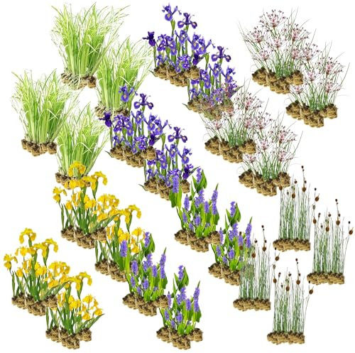 vdvelde.com - Helophyten Filterpflanzen Paket - XL - Für 16-24 m² - 360 Pflanzen - Platzierung: -1 bis -20 cm