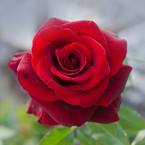 YouGarden Harkness Roses Adam's Rose, Established Plant in 4 Litre Pot, Ready to Plant Bush Rose for Pots, Beds, or Borders, Deep Red Hybrid Tea Flowers in Summer and Autumn