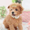 25pcs Hund Haarspangen Crown Form Pet Haarnadel Perlen Pet Princess Clips Nette Katze Haarspangen Bögen Puppy Grooming Haarschmuck für kleine, mittlere Hunde