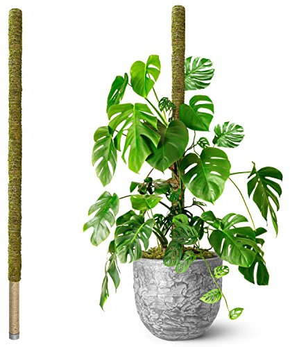 DUSPRO Große Moosstange für Pflanzen, Monstera, Pflanzstäbe für Zimmerpflanzen, Monstera-Pflanzenstütze, Pflanzenstütze/Pflanzenstange für große Kletterpflanzen im Innenbereich (1 Stück, 203 cm)