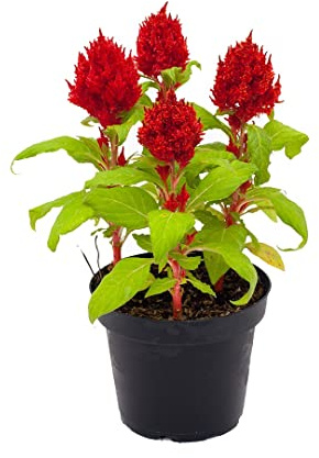 Planta de Amaranto Plumoso - Añade Elegancia al Hogar con Esta Flor