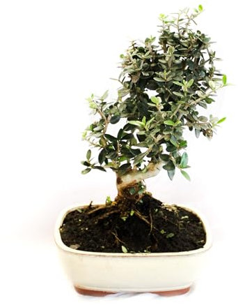 KENTIS - Bonsai Olivenbaum - Echter Olea Oleaster Bonsai - Echte Pflanzen für den Außenbereich - Hoch 30-35 cm Keramiktopf Ø 20 cm