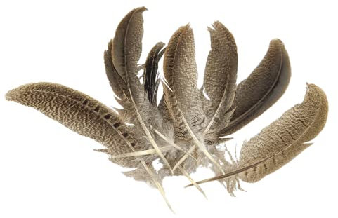 Netuno 8 Stück Deko-Federn Braun gestreift 10-15 cm echte Federn Schmuckfedern Vogelfedern Natur für DIY-Basteln Dekoration Ostern Weihnachten Party-Masken Traumfänger Faschingskostüme Halloween Hüte
