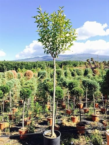 Ligustro giapponese Ligustrum japonicum pianta ad alberello in vaso ø40 cm h. 140/160 cm cfr. tronco 13/18 cm