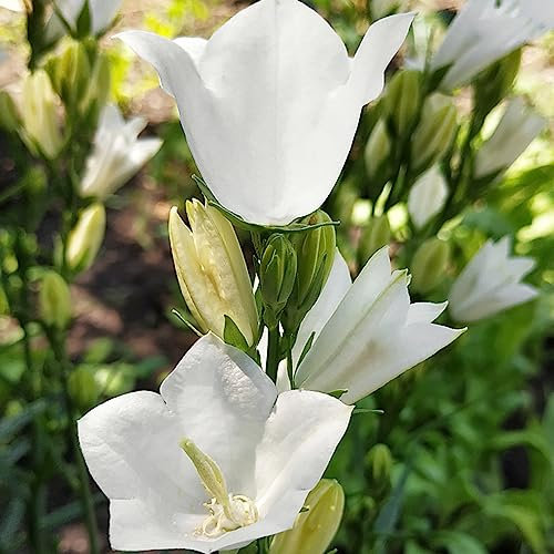 600 pcs glockenblume samen mehrjährig garten pflanzen blumendeko Campanula, winterfeste pflanzen für balkon balkon blumen pflanzenkübel bienenweide saatgut gastgeschenk blumensamen