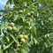 5 pcs Walnuss, Juglans regia, extrem winterharte kübelpflanzen, seeds Juglans regia - Walnussbaum Samen - säulenobst winterhart, samen topfpflanzen draußen winterhart baumsamen indoor