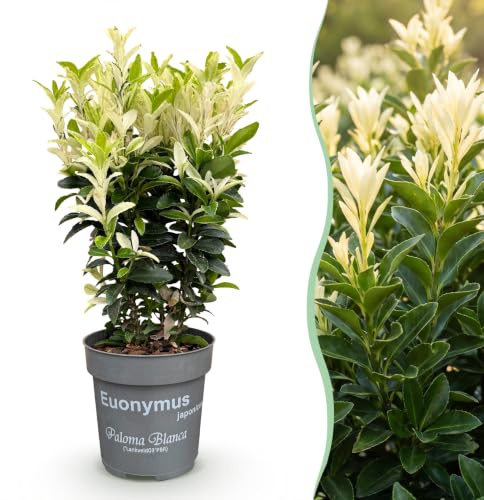 GreenboutiQ - Plantes de haie - Euonymus japonica Paloma Blanca - Feuilles Vertes et Blanches - 8 Plantes - 1 Mètre Linéaire - Persistant - Pot de 9 cm Hauteur 30cm