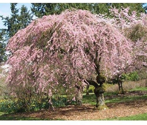 seedsown Germination Les graines: 50 Higan Cerisier Graines, Prunus subhirtella