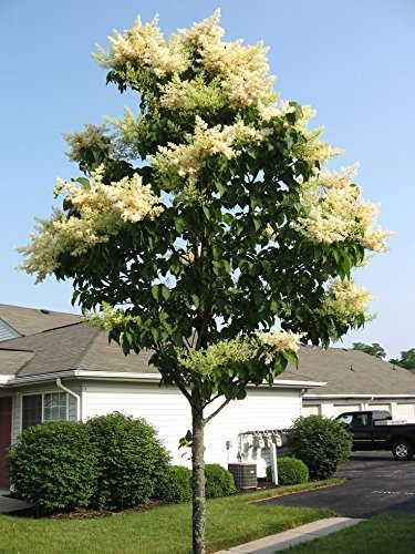 Graines d'arbuste parfumé de lilas japonais Syringa: PAQUET DE 100 GRAINES
