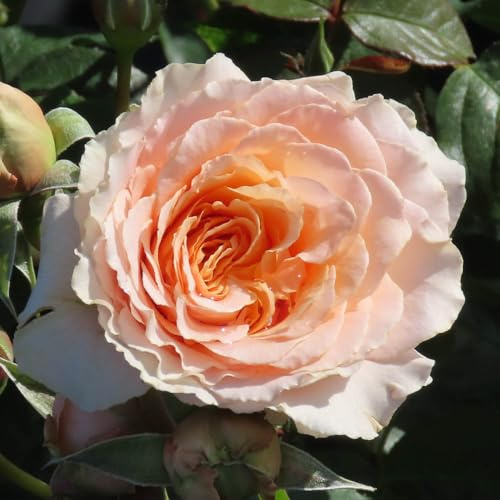 YouGarden Harkness Roses Claire's Rose, Established Plant in 4 Litre Pot, Ready to Plant Floribunda Bush Rose, For Summer to Autumn Flowers