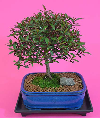 Dwarf Cherry, Broom Style, Flowers, 10 years old