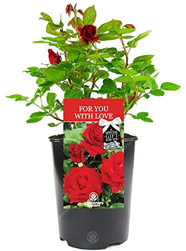 for You with Love Rose - Show Your Love on Valentine's Day with a Unique Living Plant Gift
