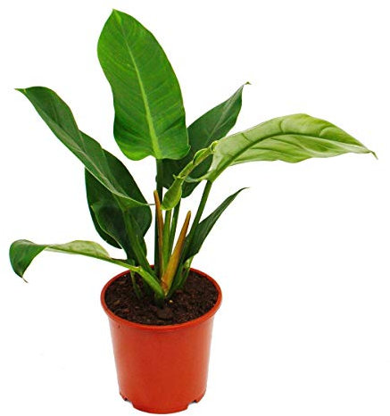 Exotenherz - Philodendron Imperial Green 19cm Topf