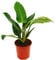 Exotenherz - Philodendron Imperial Green 19cm Topf