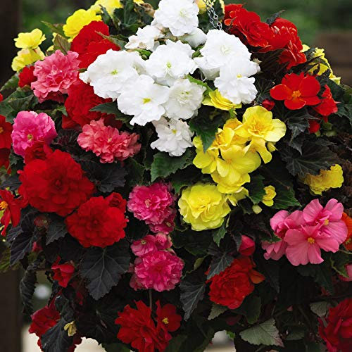 Begonia ‘Non Stop Mixed’, Double Flowers, Half-Hardy Perennial, 30 x Plug Plants by Thompson and Morgan (36)