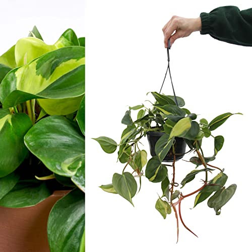 Philodendron scandens 'Brasil' Hanging Indoor Plant - Variegated Houseplant in 15cm Hanging Pot (1 Plant)