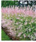 BALDUR Garten Salix-Hecke Hakuro Nishiki, 1 Pflanze, Weide, Heckenpflanzen, Flachwurzler, winterhart, Schnittblume, Salix integra, Hecken-Strauch, Harlekinweide