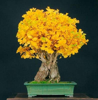 Sumpf frisch 10 Stück Ginkgo Biloba Baumsamen zum Pflanzen hellorange