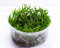 Grasartige Zwergschwertpflanze/Echinodorus tenellus - NatureHolic In-Vitro Aquarium Pflanze