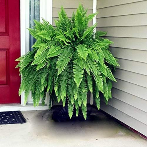 TOYHEART 150 Stück Premium Blumensamen, Boston Farnsamen Warm-bevorzugt Starke Vitalität Leichte Rustikale Pteridophyten-Samen Für Den Balkon Grün