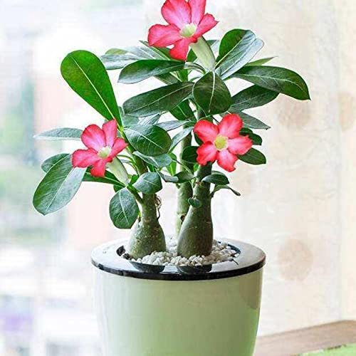 Saterkali Semi di Adenium Obesum, 100 Pz/borsa Semi di Adenium Obesum Non OGM Facile da coltivare Tipo misto Adenium Obesum Semi di rosa del deserto per giardino Semi di Adenium